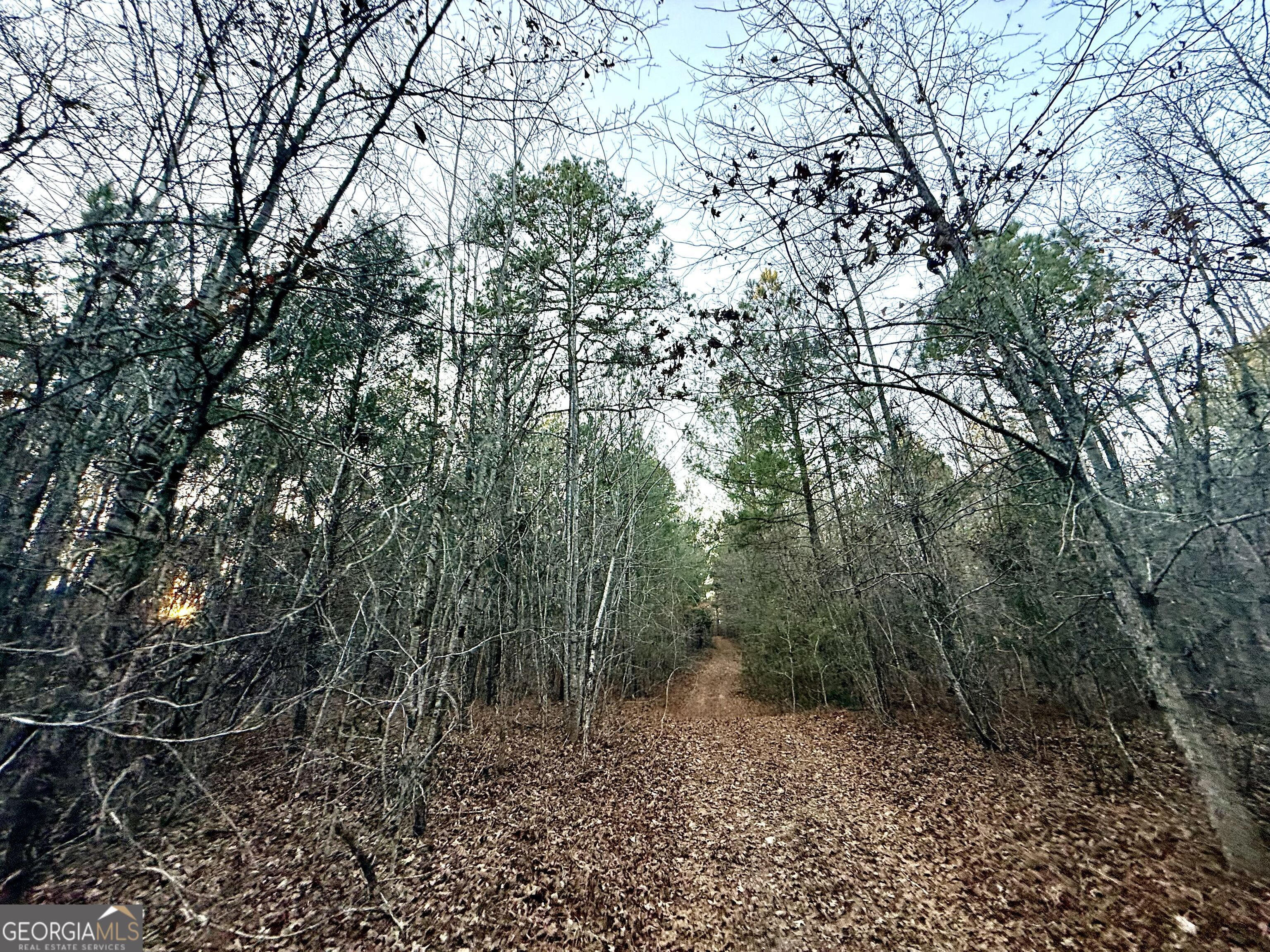 0 Cunningham Road Greensboro, GA 30642 - Photo 77 of 90 a view of a forest with trees in the background