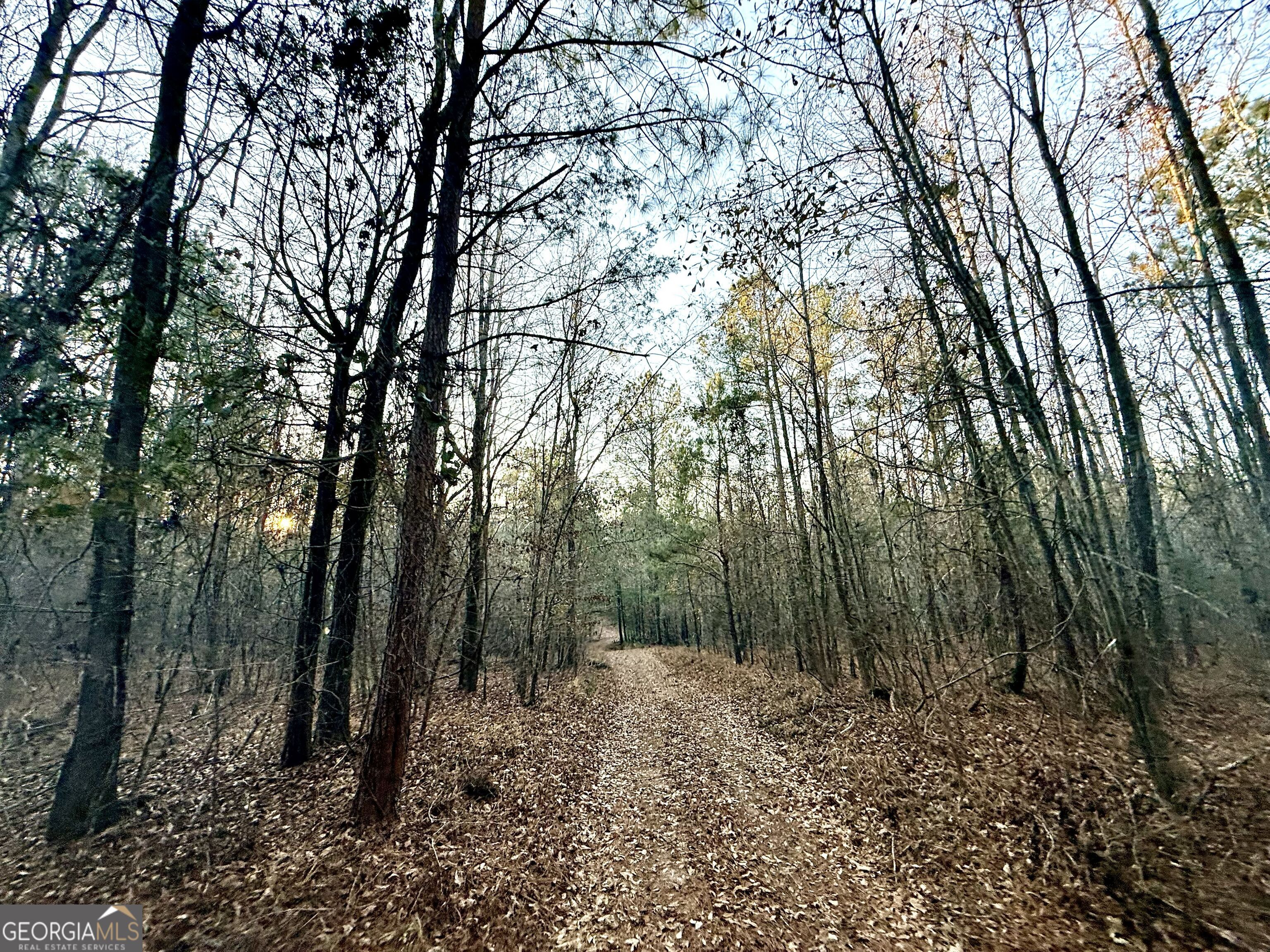 0 Cunningham Road Greensboro, GA 30642 - Photo 85 of 90 a view of a forest filled with trees