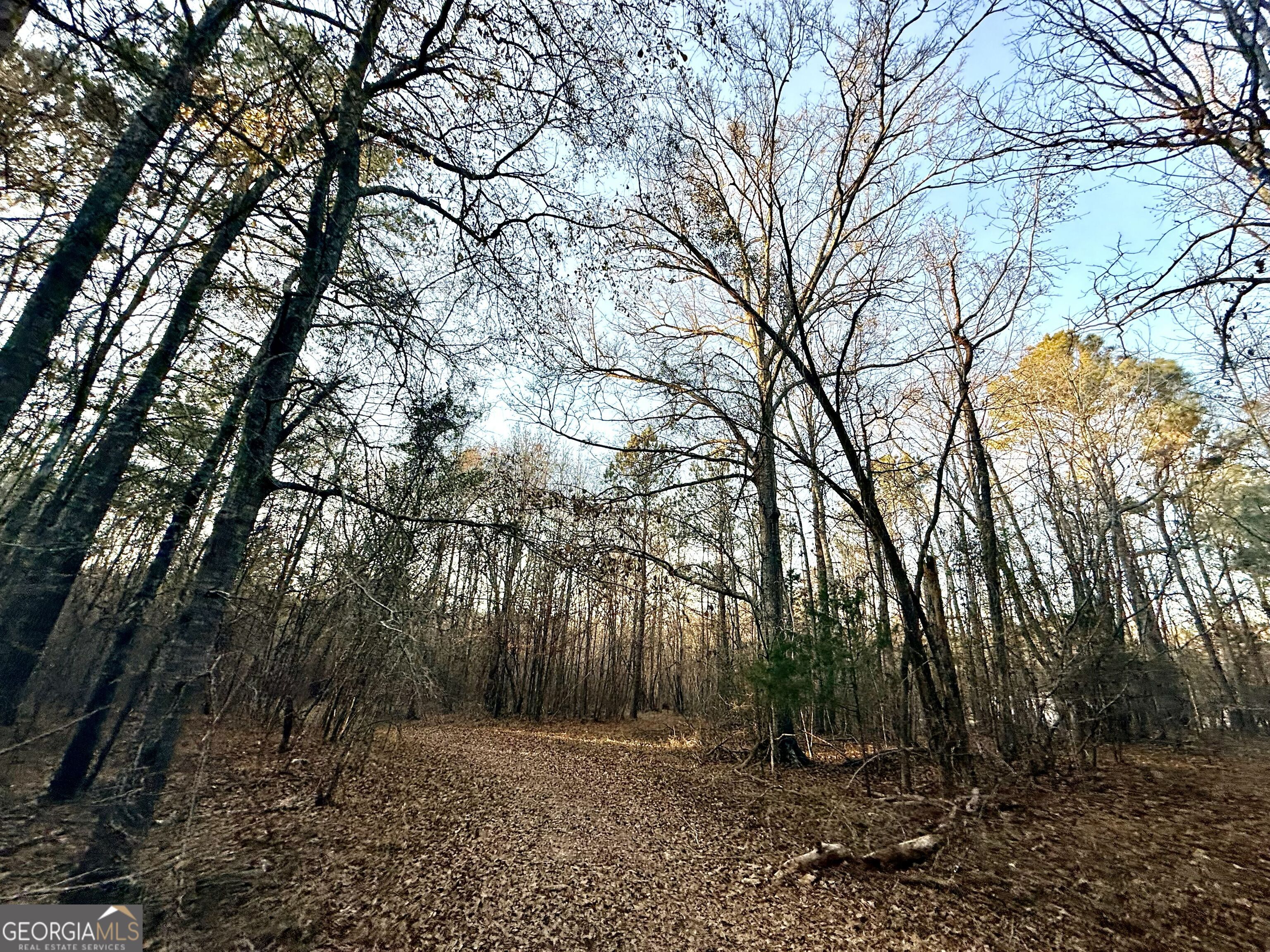 0 Cunningham Road Greensboro, GA 30642 - Photo 87 of 90 a view of outdoor space with lots of trees