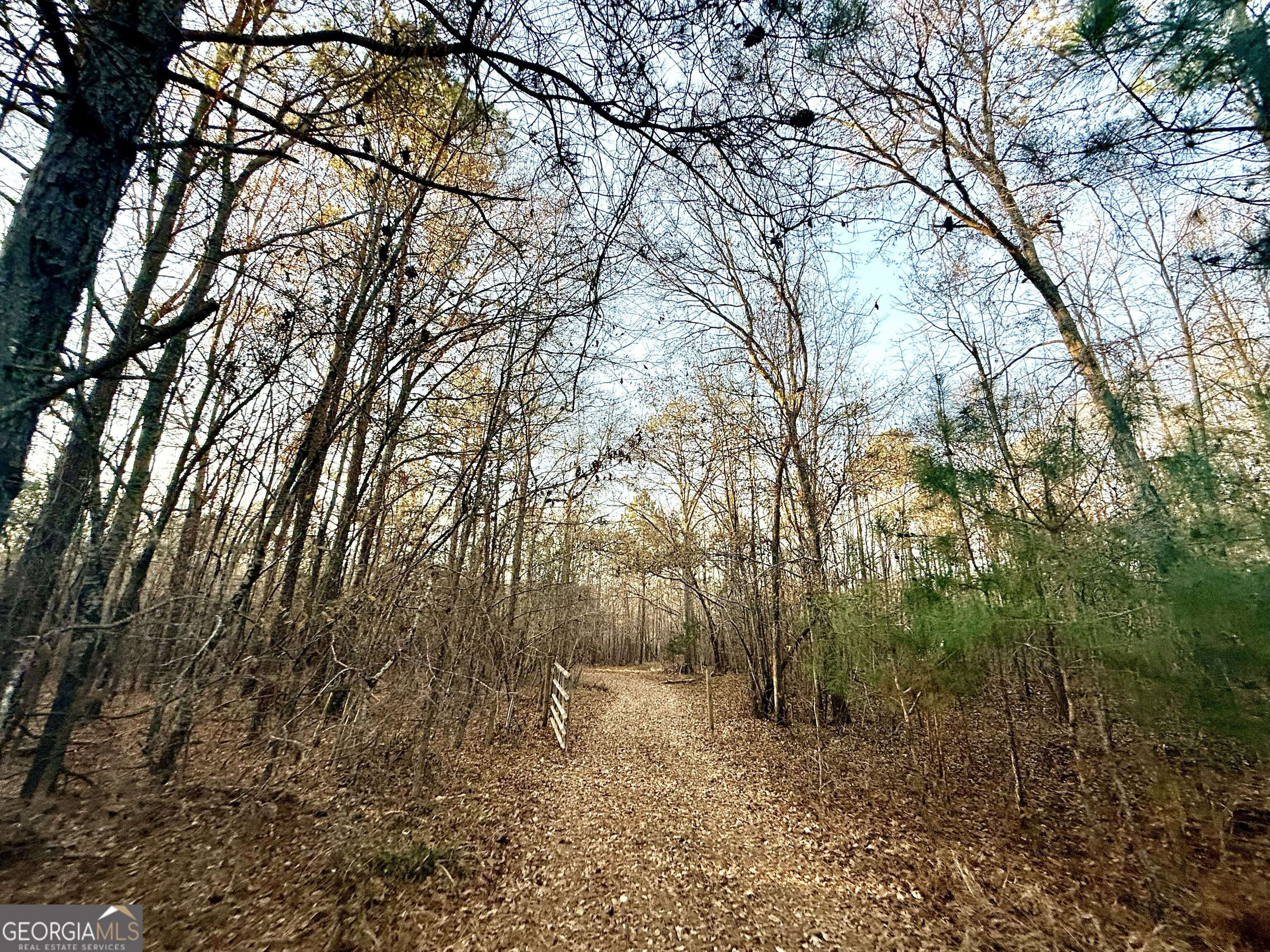 0 Cunningham Road Greensboro, GA 30642 - Photo 90 of 90 a view of a forest with trees in the background