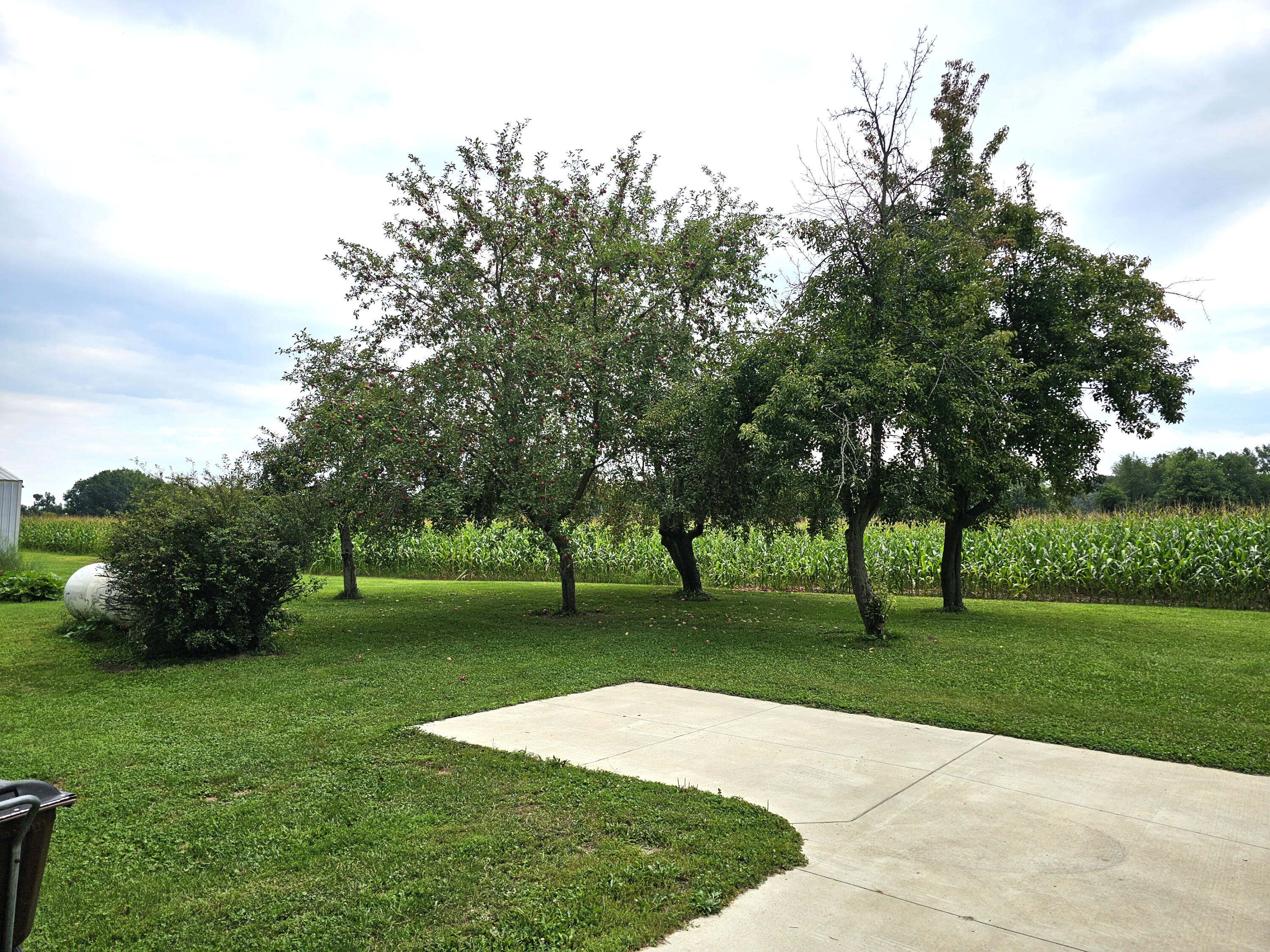5341 Cross Road Spring Arbor, MI 49283 - Photo 4 of 41 apple trees 2