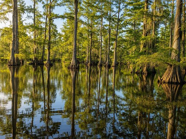 302 Pinckard Road Colfax, LA 71417 - Photo 22 of 39 Gallery Image 22
