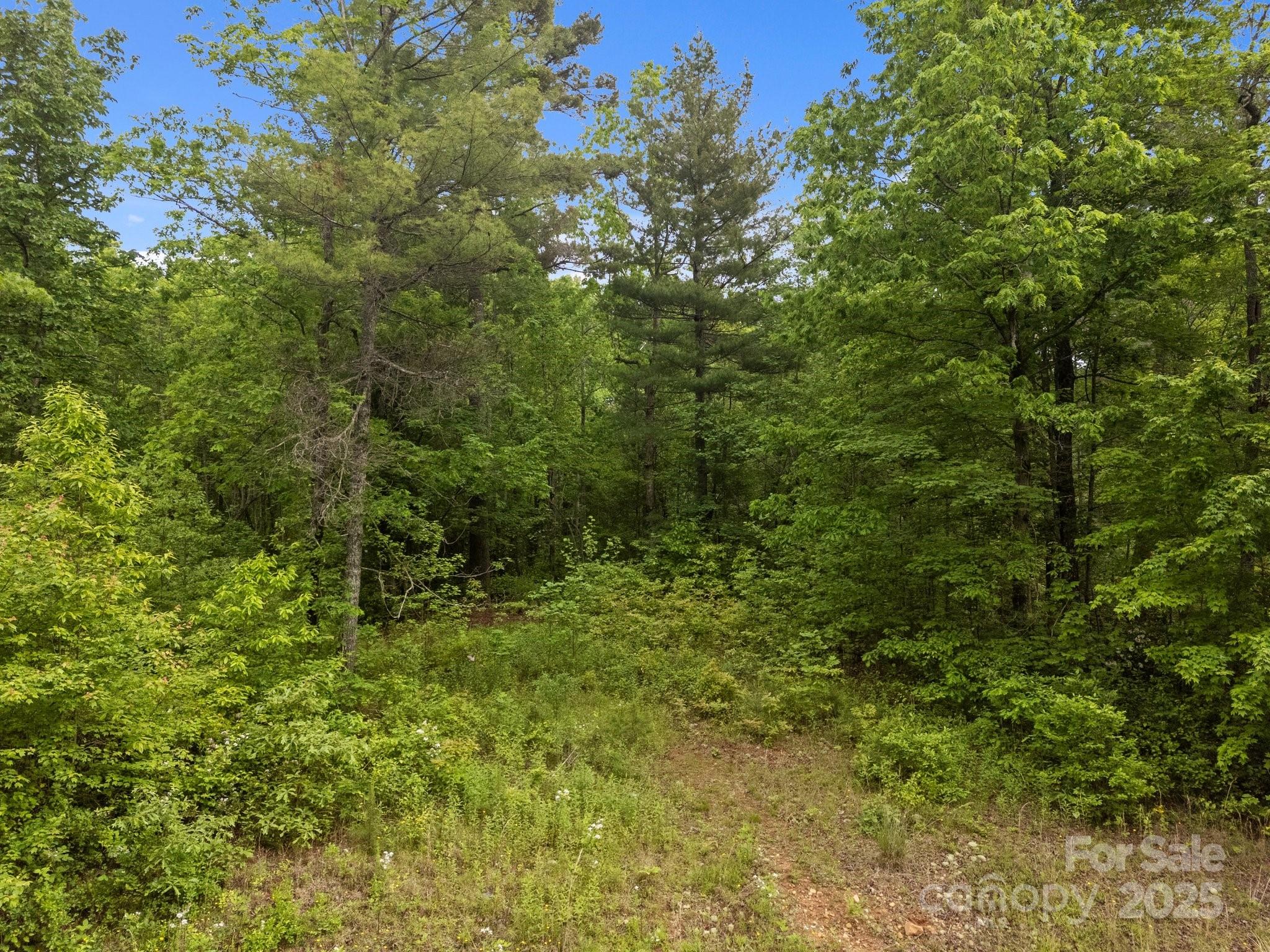 0 Red Fox Lane, Unit 17 Flat Rock, NC 28731 - Photo 14 of 24 a view of a lush green forest