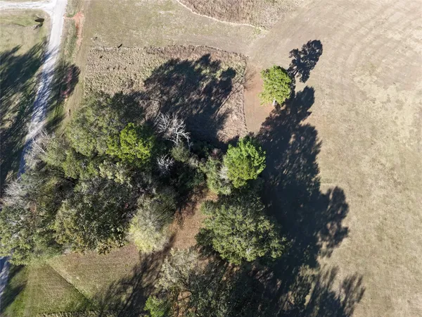 a view of a tree in a yard