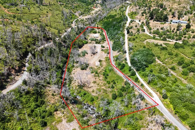 a view of a forest with a lush green forest