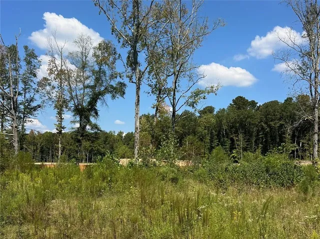 a view of a bunch of trees and bushes
