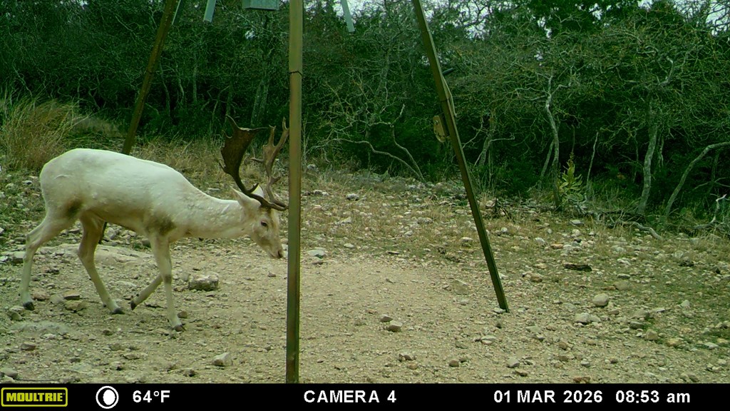 475 River Bend Road West Hunt, TX 78024 - Photo 12 of 80 Abundant Wildlife