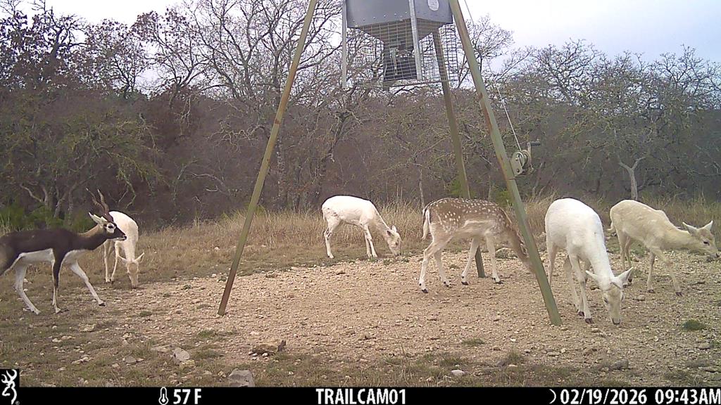 475 River Bend Road West Hunt, TX 78024 - Photo 12 of 87