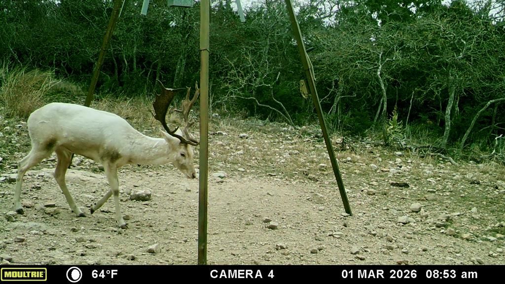 475 River Bend Road West Hunt, TX 78024 - Photo 14 of 87