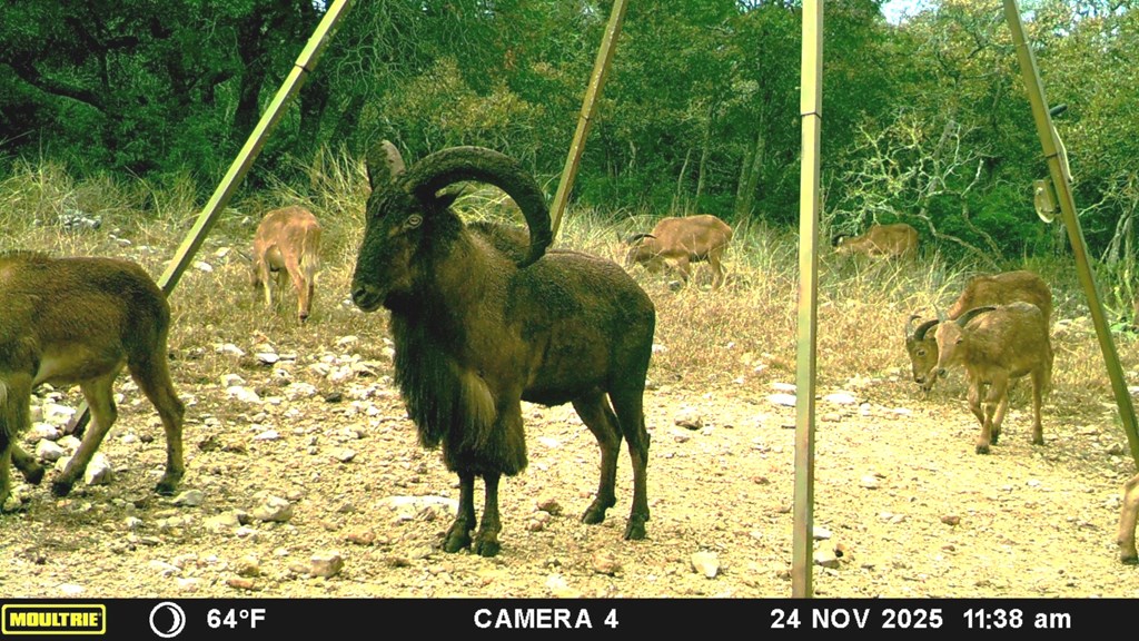 475 River Bend Road West Hunt, TX 78024 - Photo 44 of 80 Abundant Wildlife