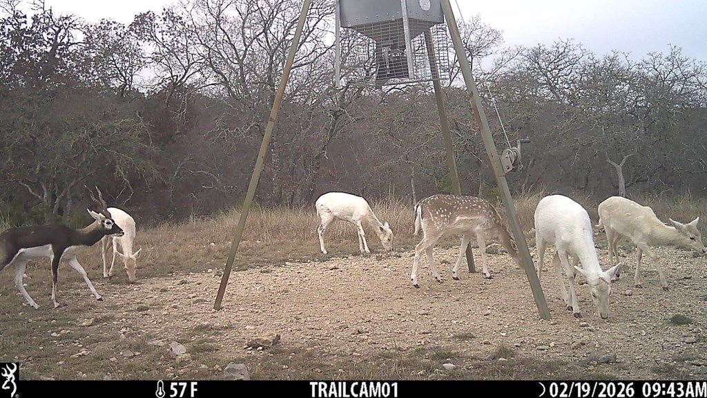 475 River Bend Road West Hunt, TX 78024 - Photo 45 of 80 Abundant Wildlife