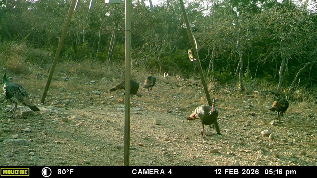475 River Bend Road West Hunt, TX 78024 - Photo 46 of 80 Abundant Wildlife