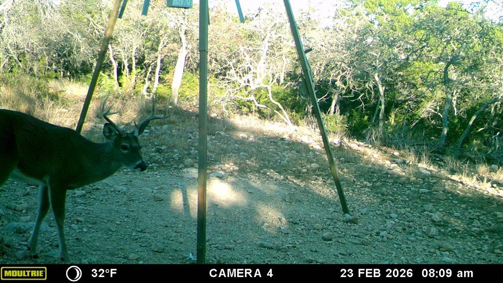 475 River Bend Road West Hunt, TX 78024 - Photo 47 of 80 Abundant Wildlife