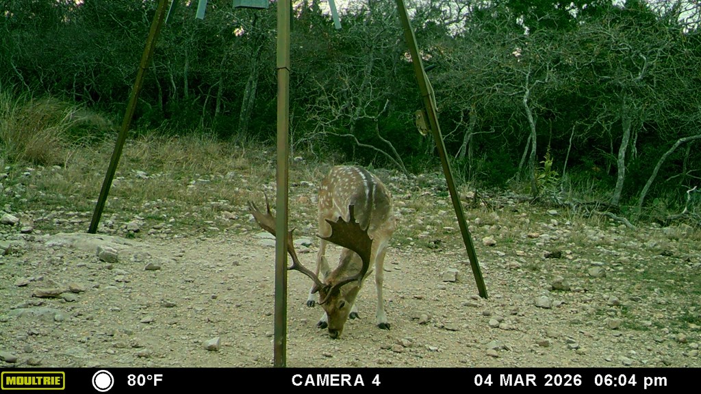 475 River Bend Road West Hunt, TX 78024 - Photo 10 of 80 Abundant Wildlife