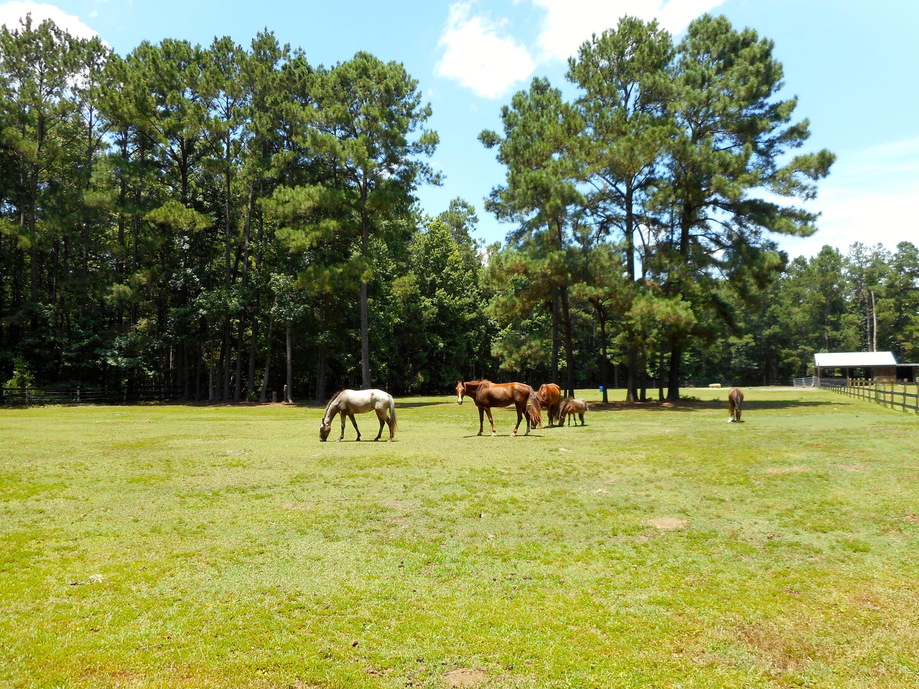 6164 County Line Road Ravenel, SC 29470 - Photo 26 of 27 DSCN0110