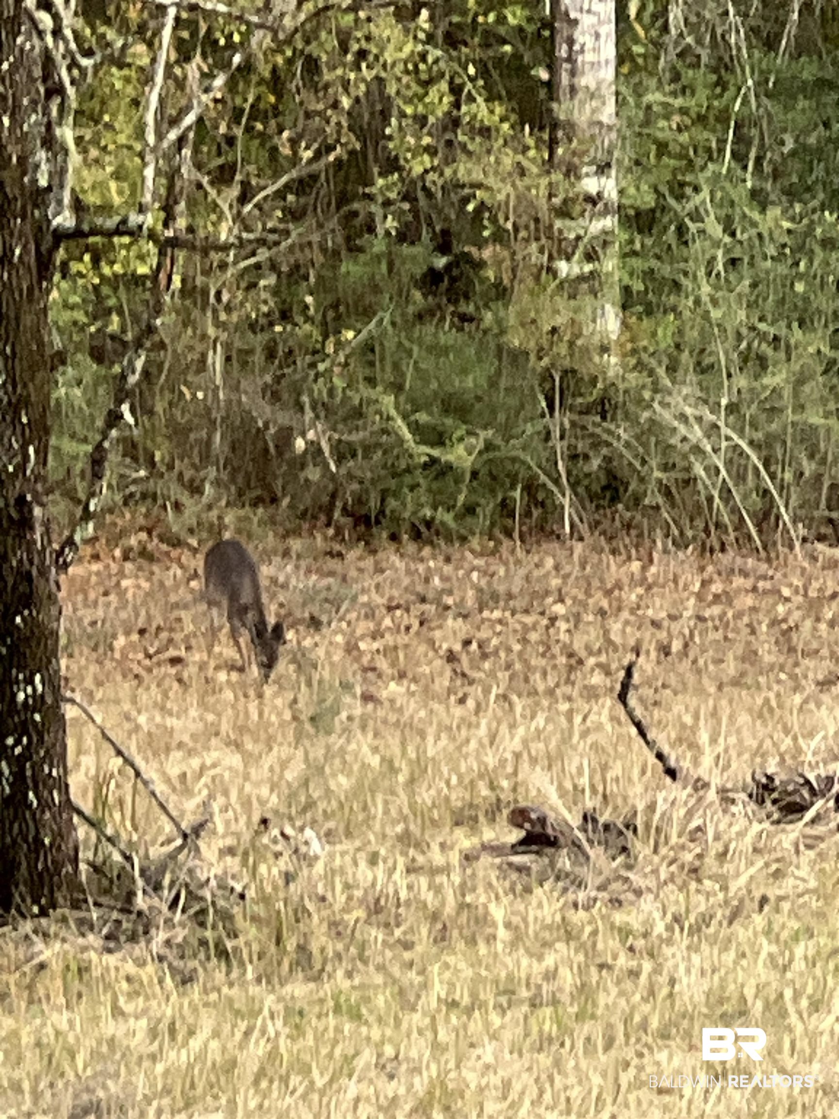 0 Cactus Court Elberta, AL 36530 - Photo 2 of 24 View of local wilderness