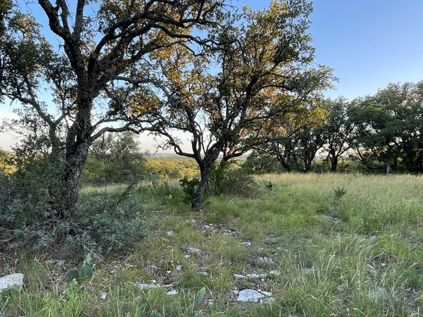a view of a tree with a yard