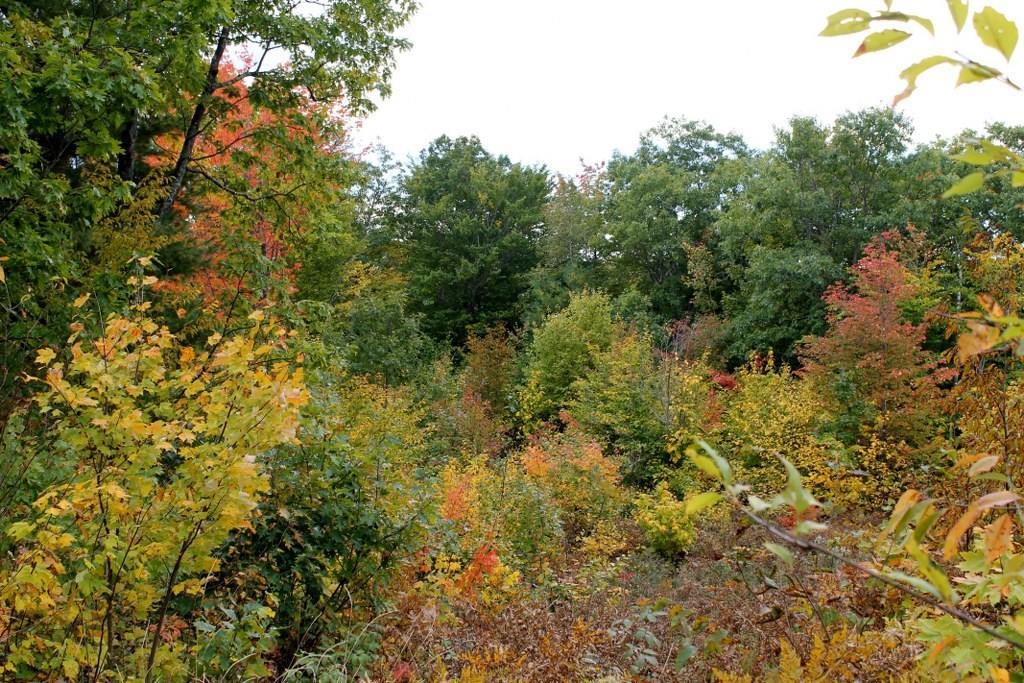 Lot 12 Ridgeview Road Harrison, ME 04040 - Photo 10 of 21 Photo