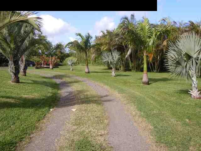646 Awalau Road Haiku, HI 96708 - Photo 27 of 28 a view of a park with palm trees