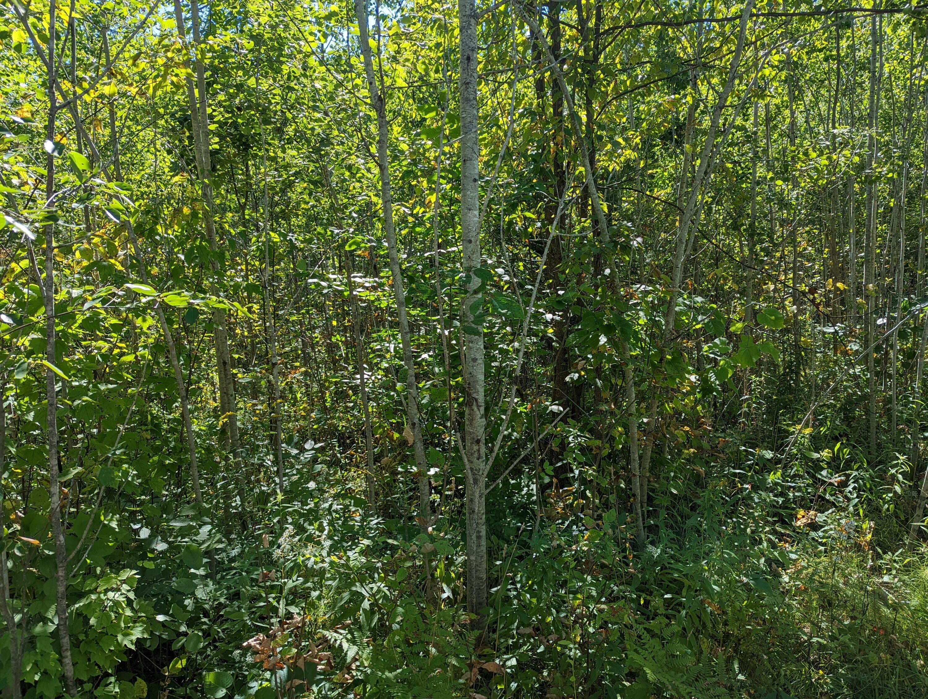 10506 Hall Road Atlanta, MI 49709 - Photo 62 of 74 Gallery Image 62