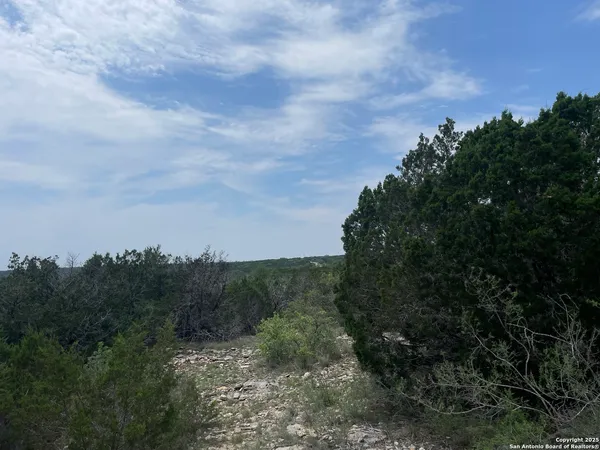 a view of a bunch of trees in background