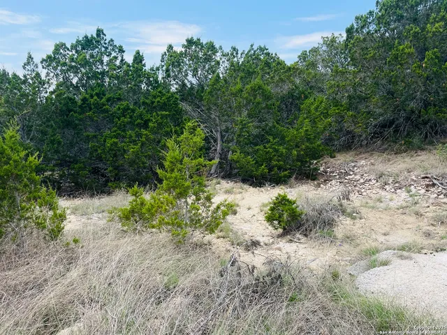 a view of a yard with plants and a tree