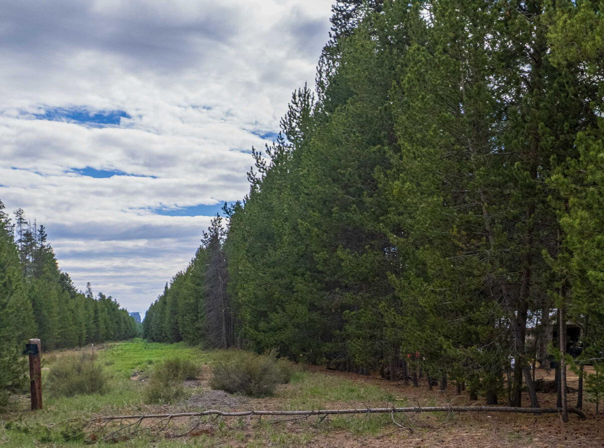147135 Bills Road Gilchrist, OR 97737 - Photo 7 of 45 Be ready to ride right out your back gate!