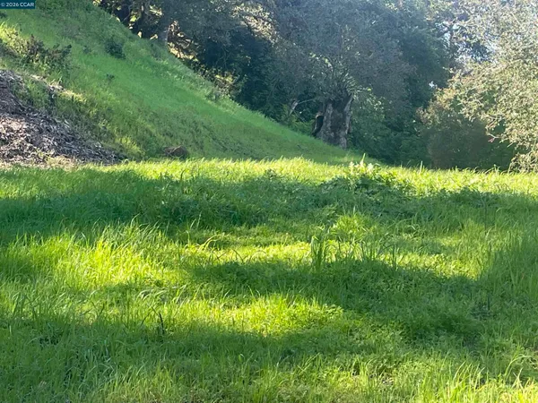 a view of a lush green space