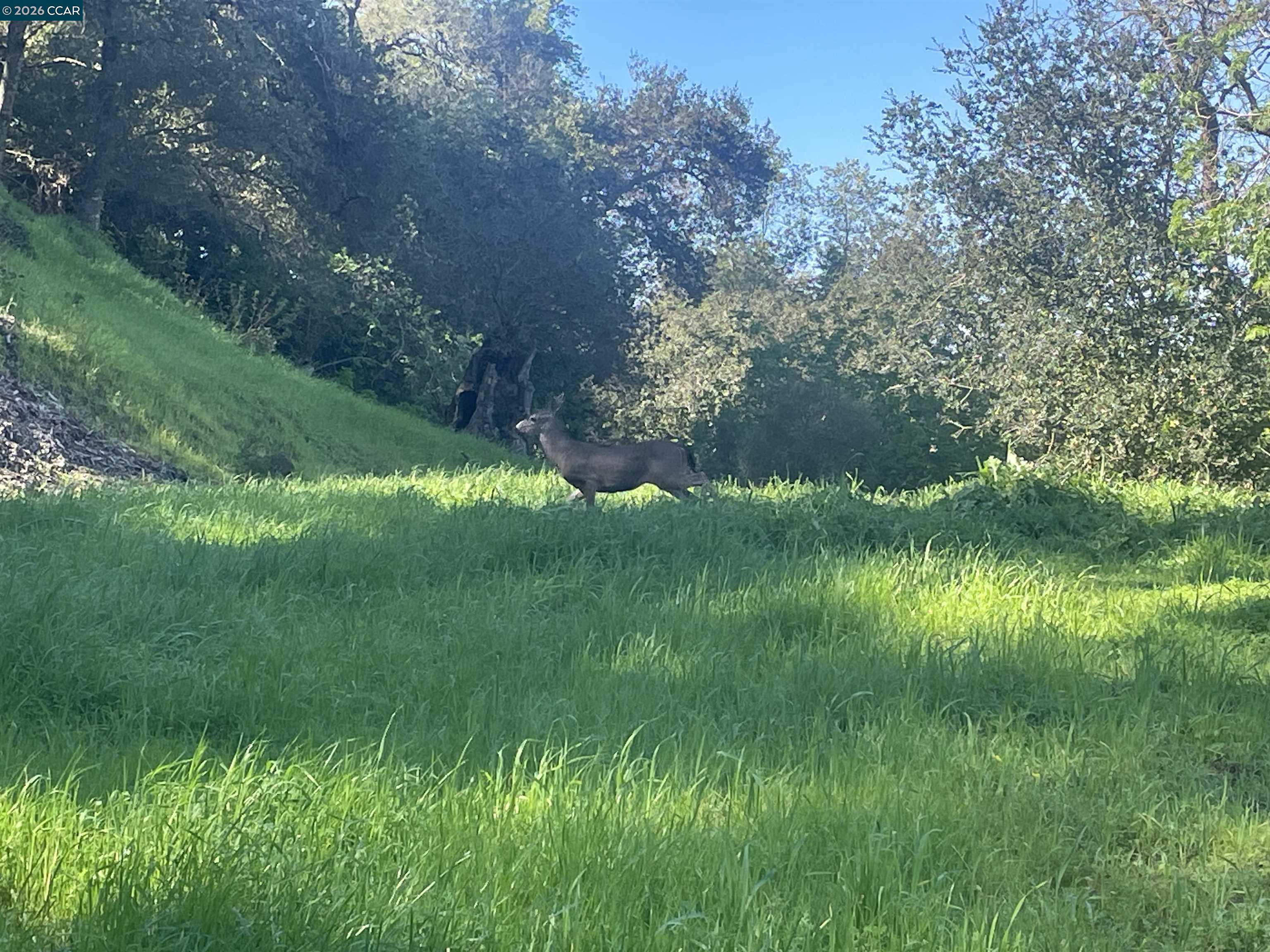 2965 Rohrer Drive Lafayette, CA 94549 - Photo 3 of 10 a view of a lush green space