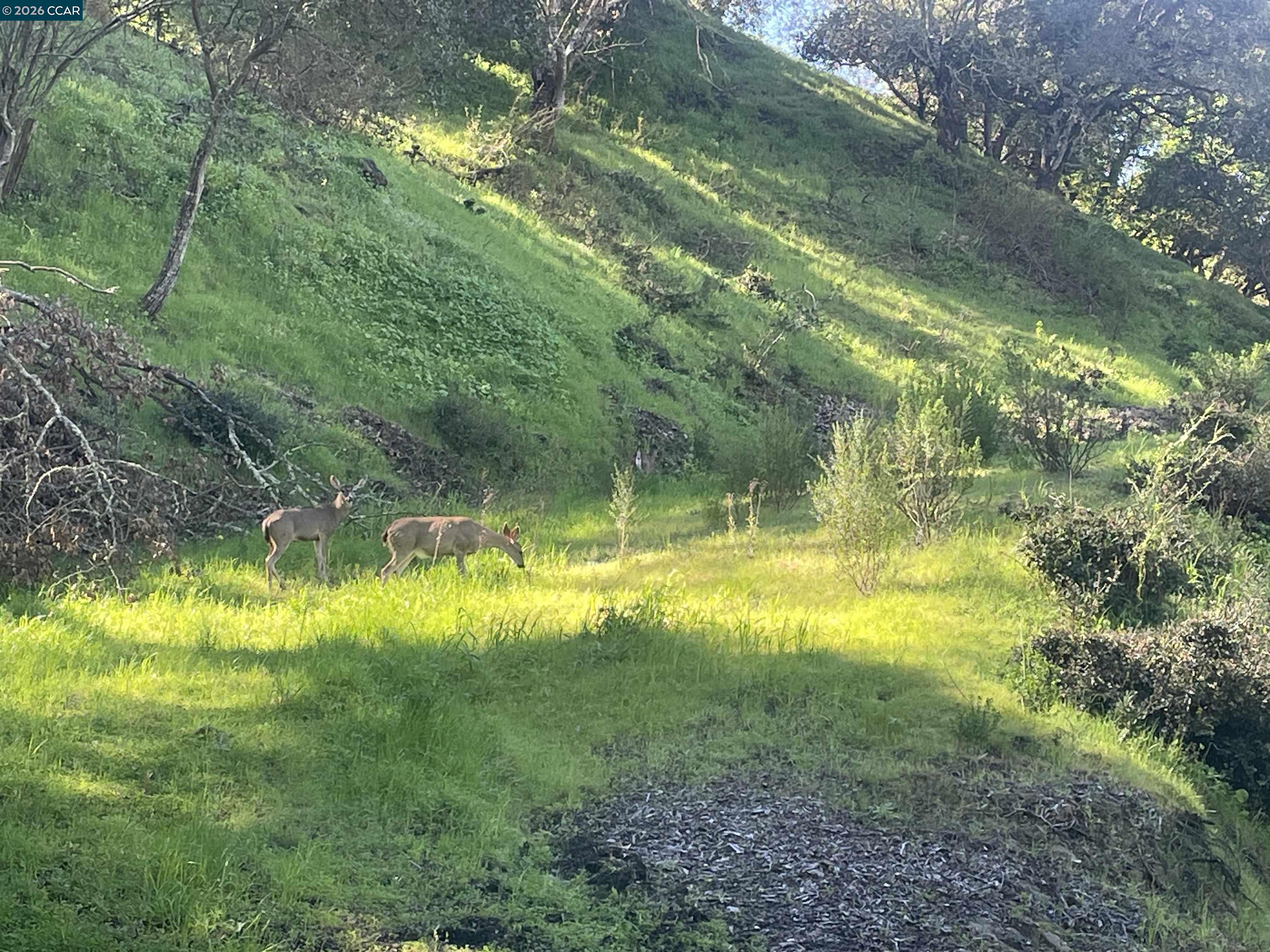 2965 Rohrer Drive Lafayette, CA 94549 - Photo 6 of 10 a view of swimming pool with a yard