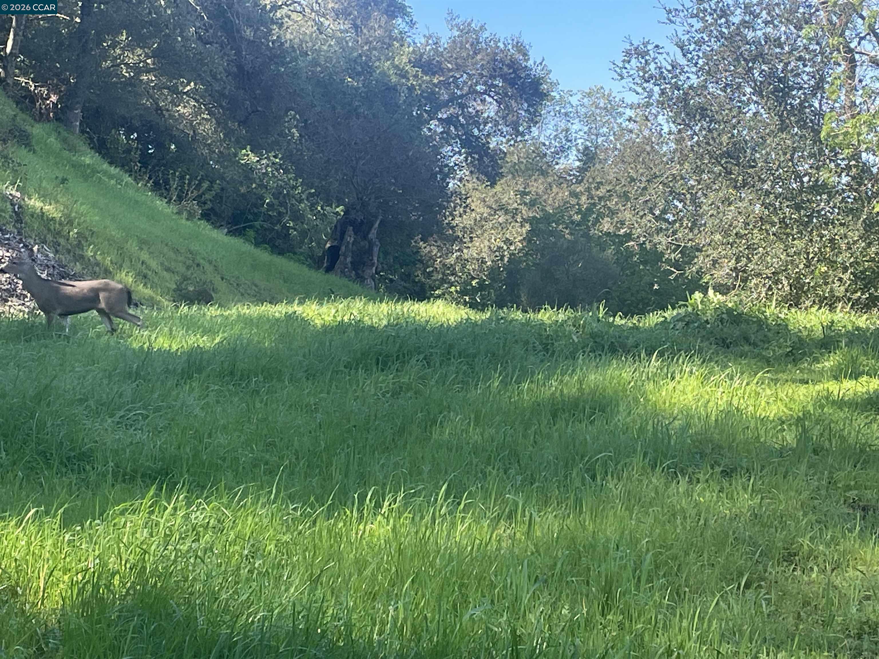 2965 Rohrer Drive Lafayette, CA 94549 - Photo 7 of 10 a view of a lush green space