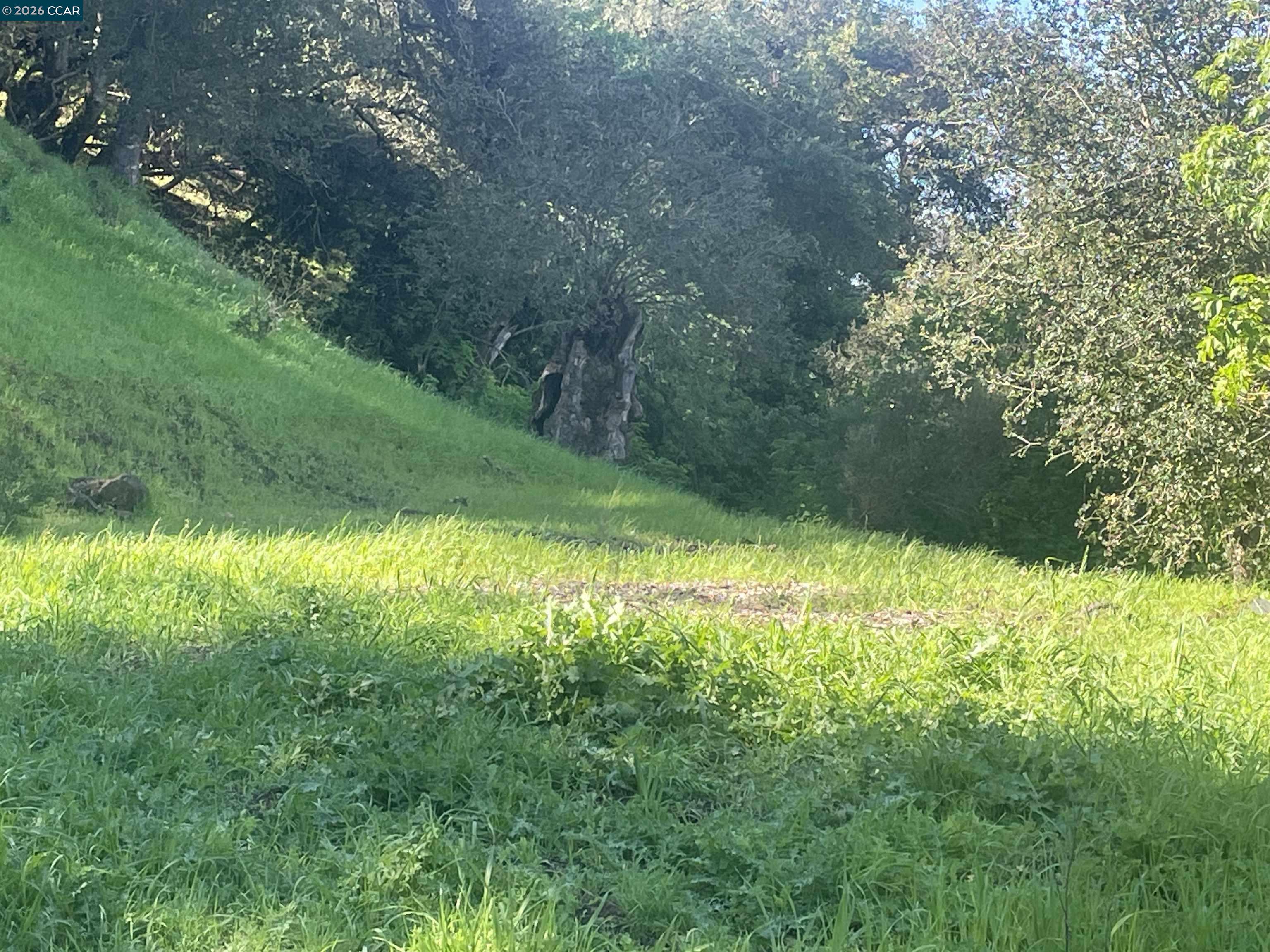 2965 Rohrer Drive Lafayette, CA 94549 - Photo 9 of 10 a view of yard with green space
