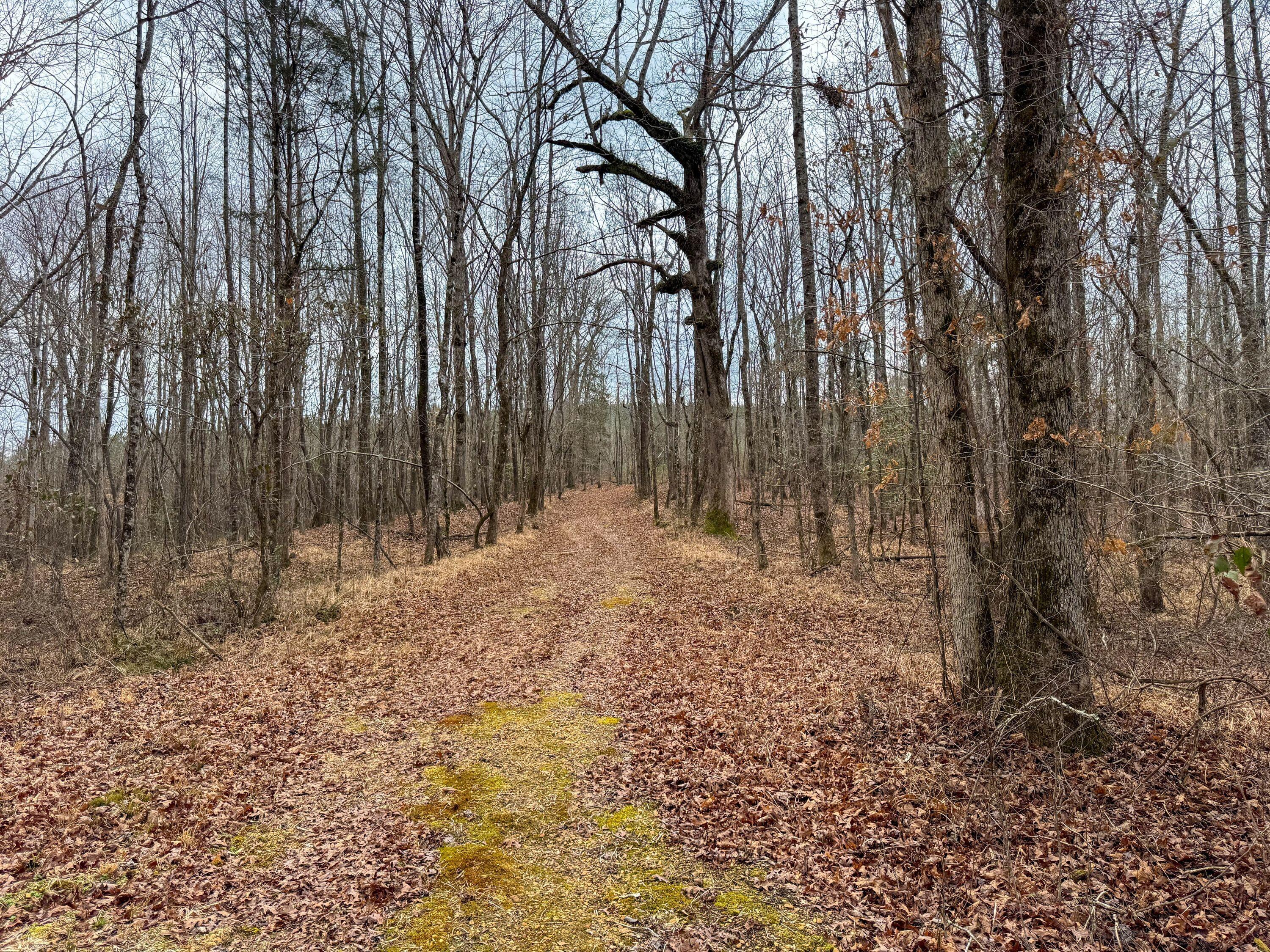 731 Wright Road Tremont, MS 38876 - Photo 60 of 76 Gallery Image 60
