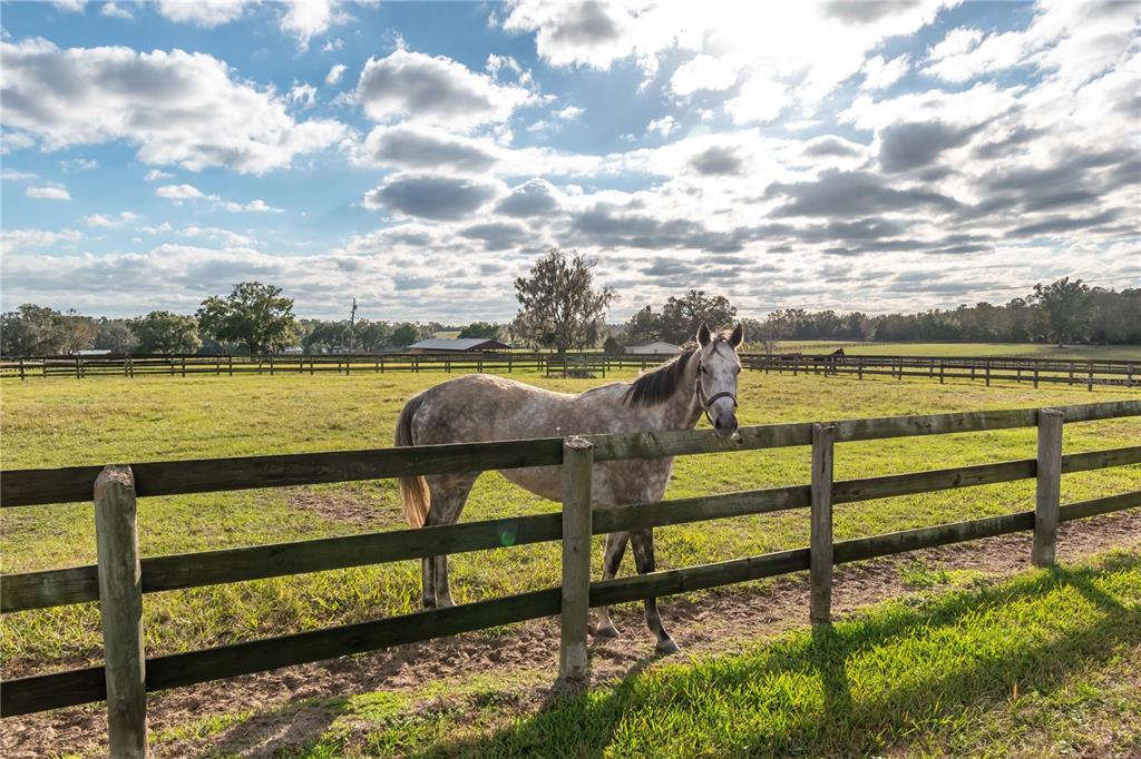 4975 Northwest 125th Street Road Reddick, FL 32686 - Photo 48 of 93