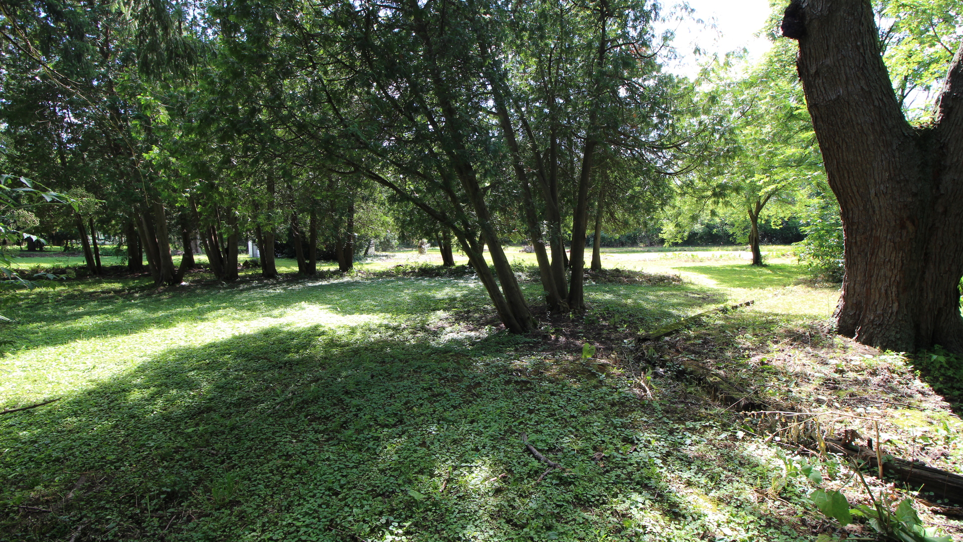 330 Poteet Avenue Palatine, IL 60067 - Photo 6 of 10 a view of a trees in a yard