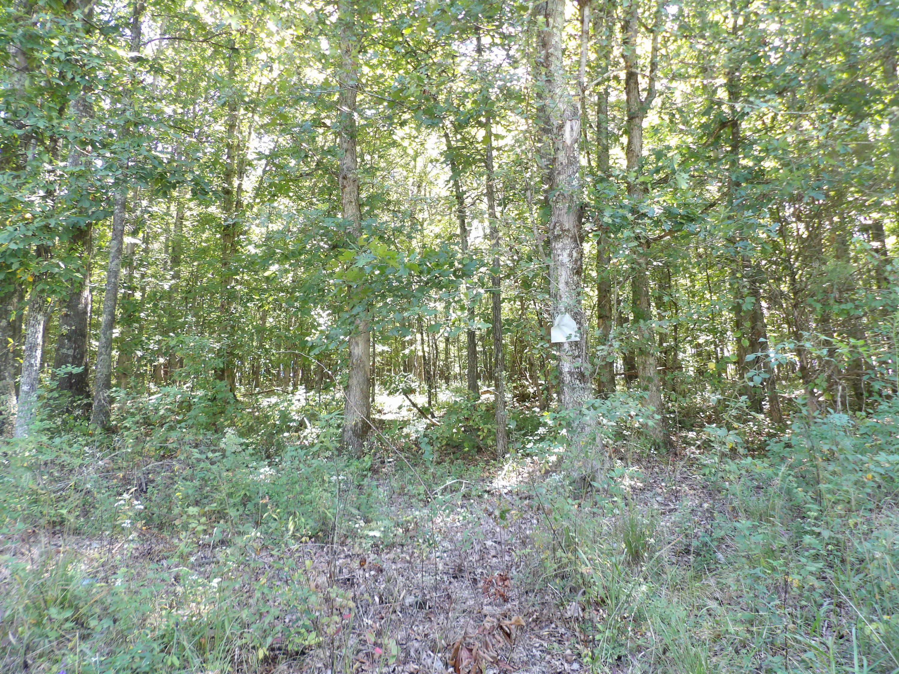 100 Summer City Road Evensville, TN 37332 - Photo 22 of 28 100_1949