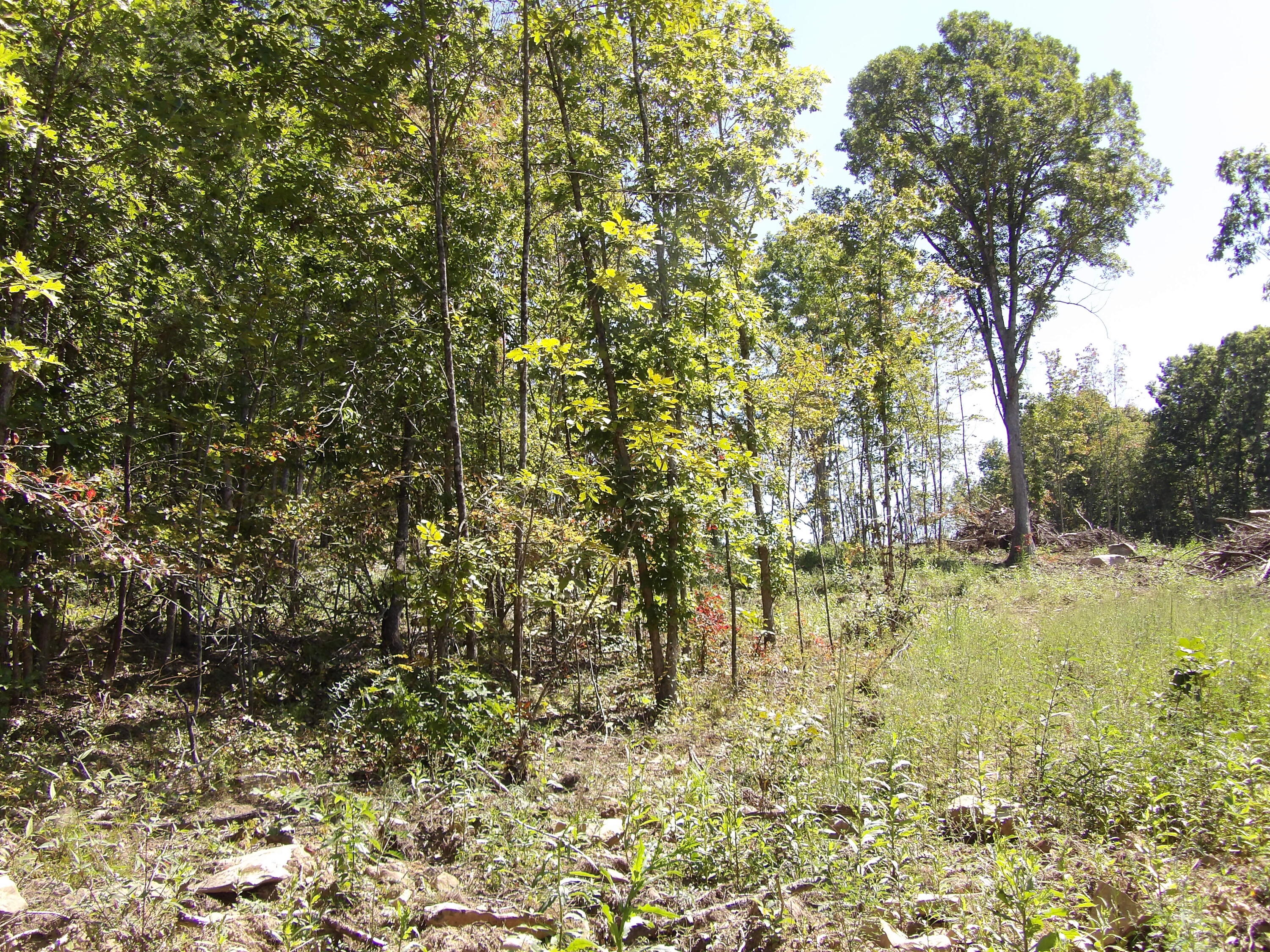 100 Summer City Road Evensville, TN 37332 - Photo 25 of 28 100_1952