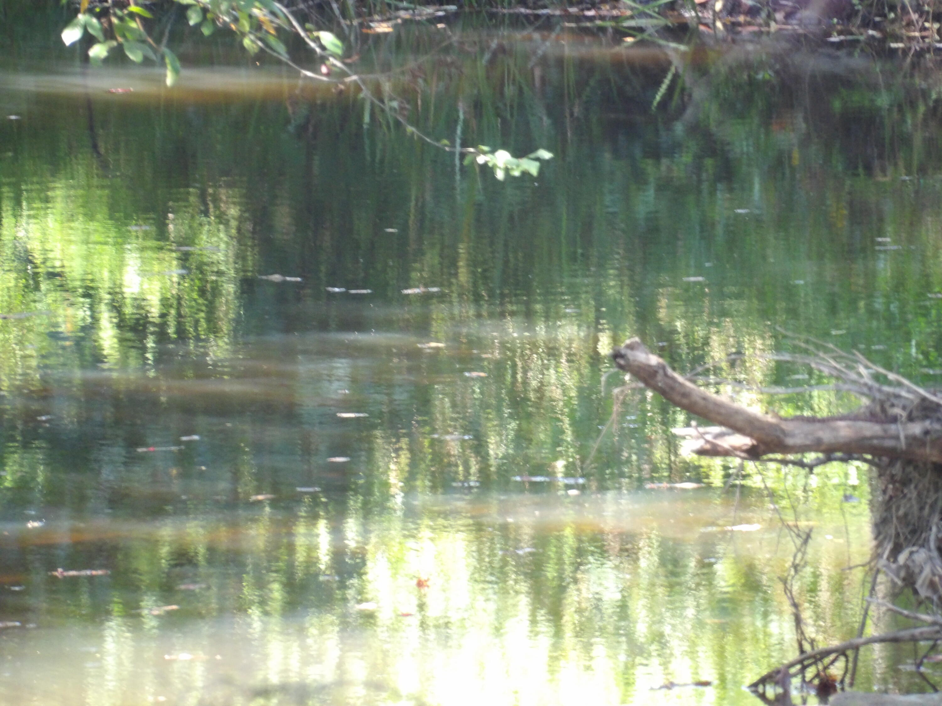 100 Summer City Road Evensville, TN 37332 - Photo 3 of 28 100_1955