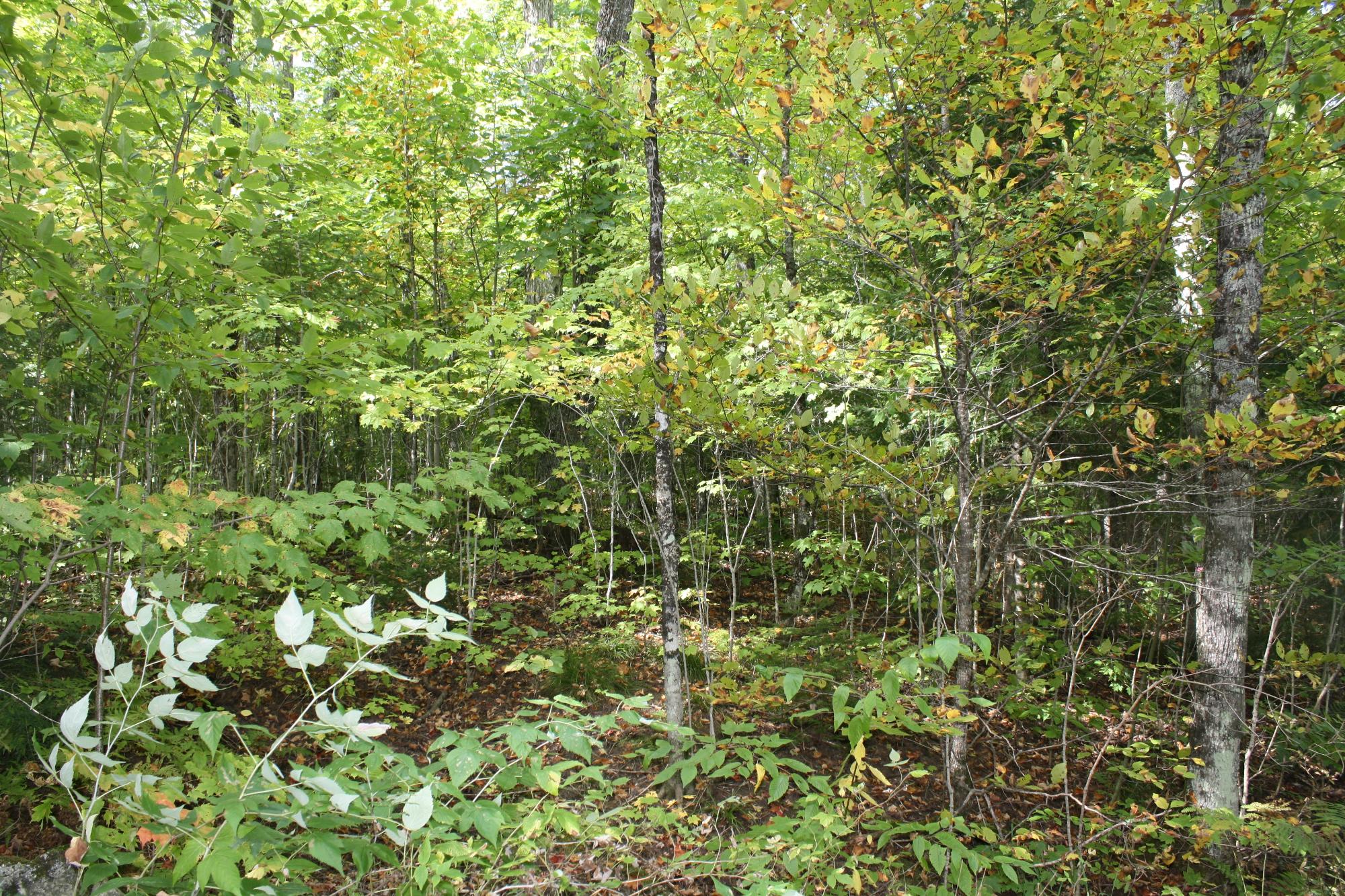 Lot 19 Many Rock Road Mercer, WI 54547 - Photo 13 of 23 Gallery Image 13