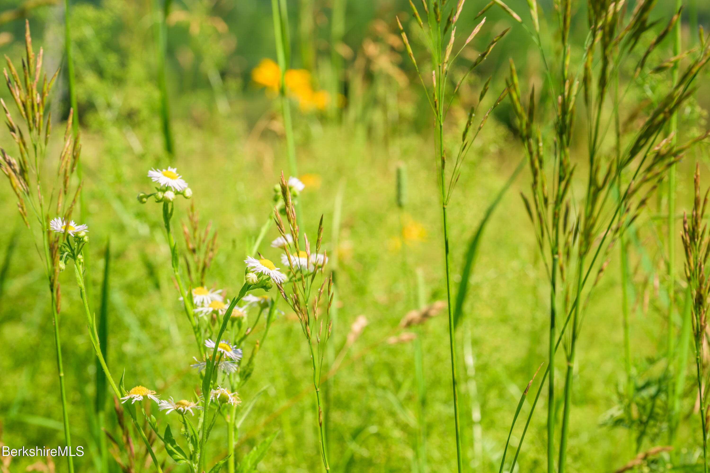 36 Yale Hill Road Stockbridge, MA 01262 - Photo 38 of 45 meadow flowers