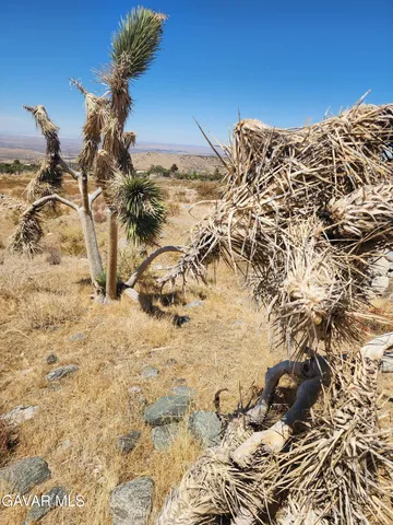 a view of a backyard of the house