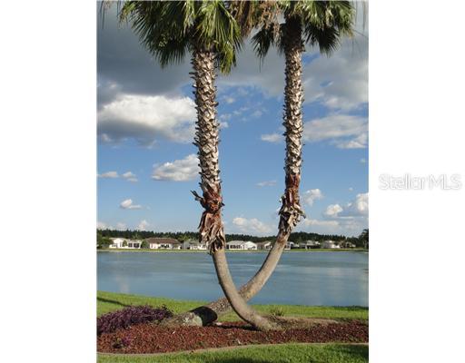 1010 Ashbourne Circle Trinity, FL 34655 - Photo 1 of 1 View - Outstanding view of large pond and special palm tree landscaping, as seen from rear of home.