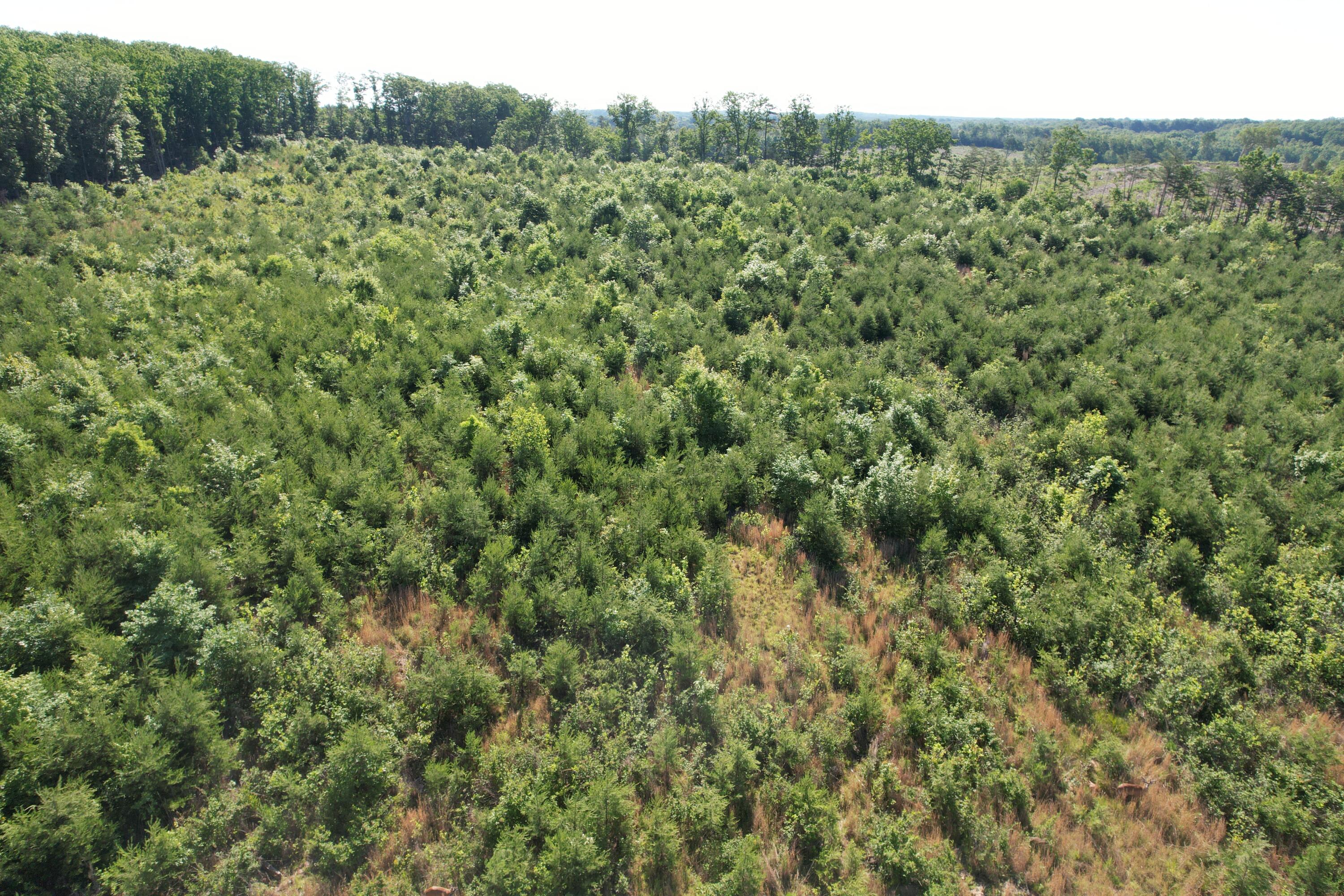 0 Georges Creek Road Gretna, VA 24557 - Photo 10 of 18 DJI_0527