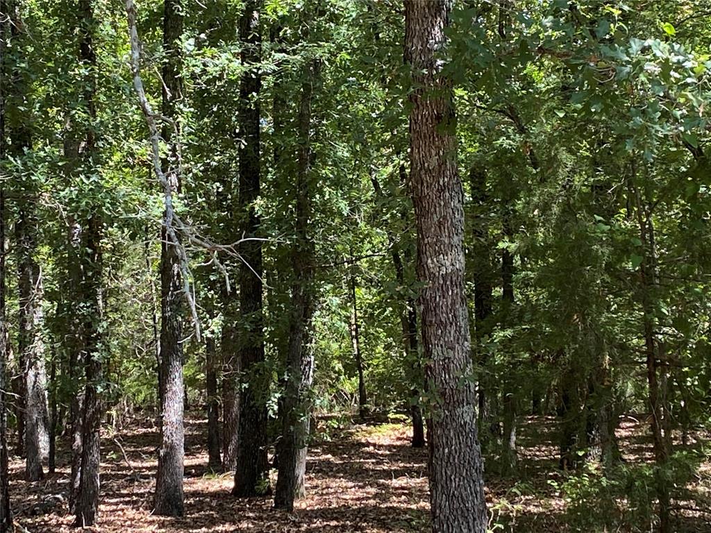 3543 County Road 3543 Saltillo, TX 75478 - Photo 6 of 13 126.6 acres of hardwoods and cedars.