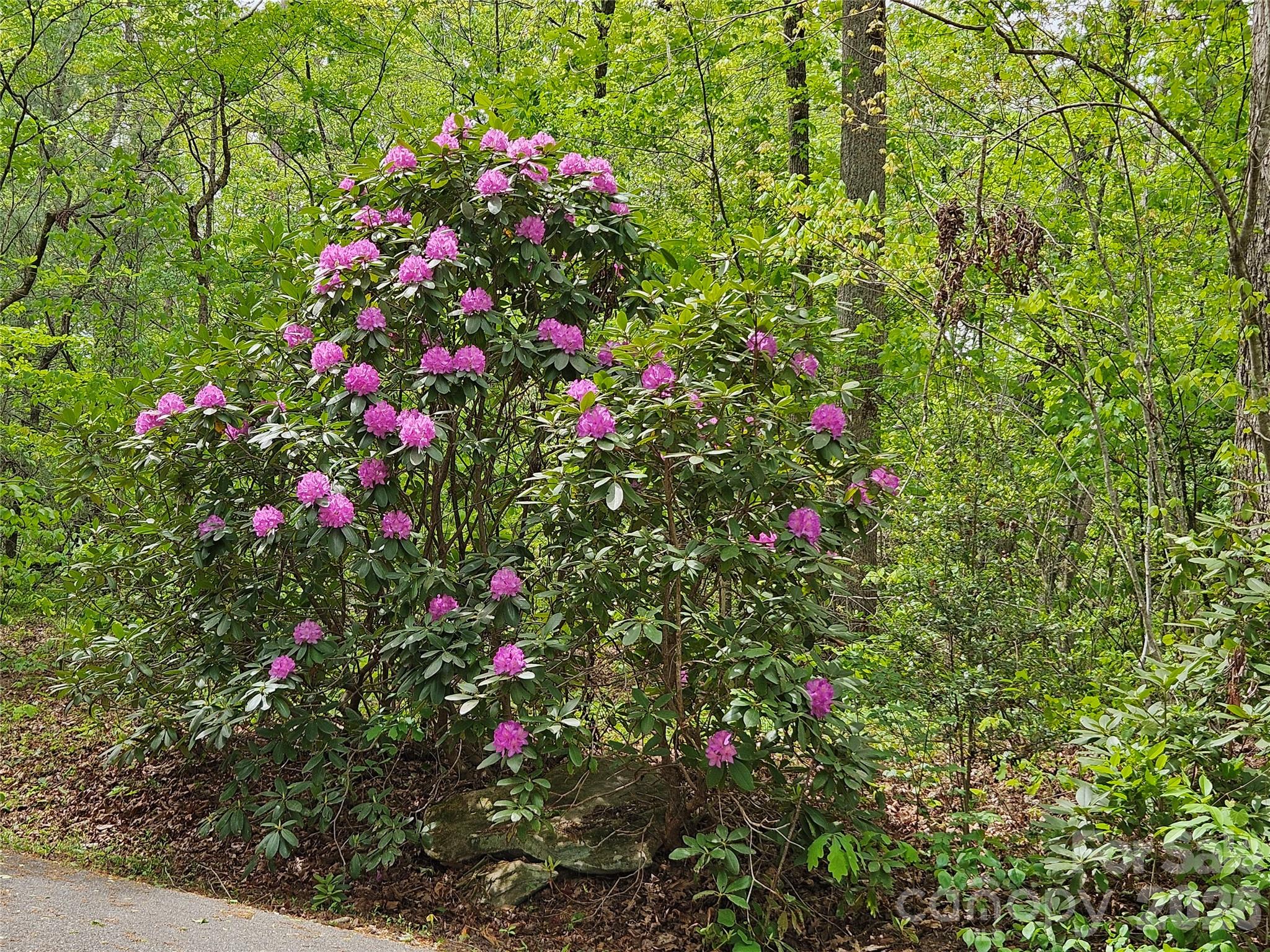 81 North Mill Ridge Nebo, NC 28761 - Photo 7 of 46