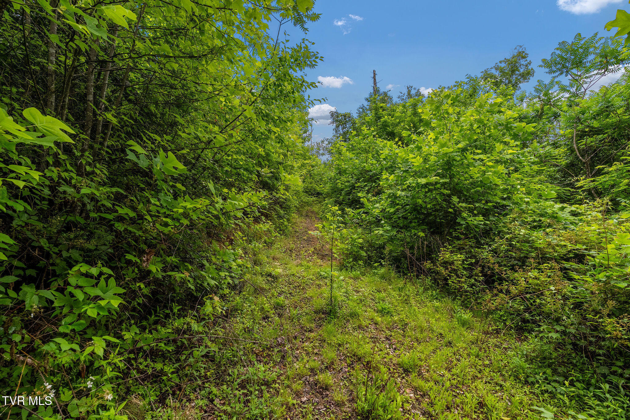 Tbd Walnut Mountain Road Butler, TN 37640 - Photo 30 of 36 DSC04473