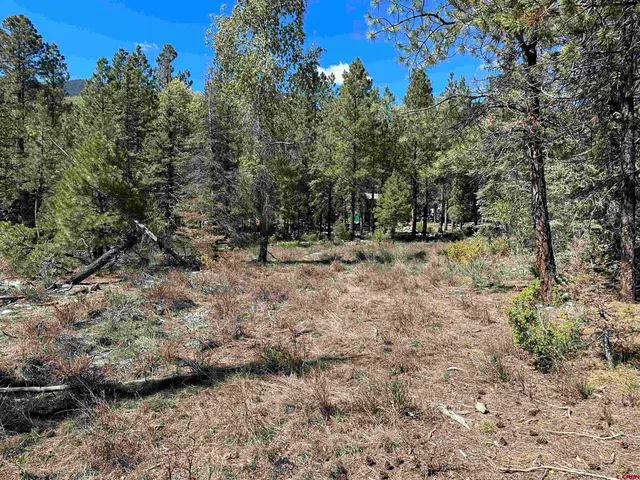 a view of a dry yard with trees