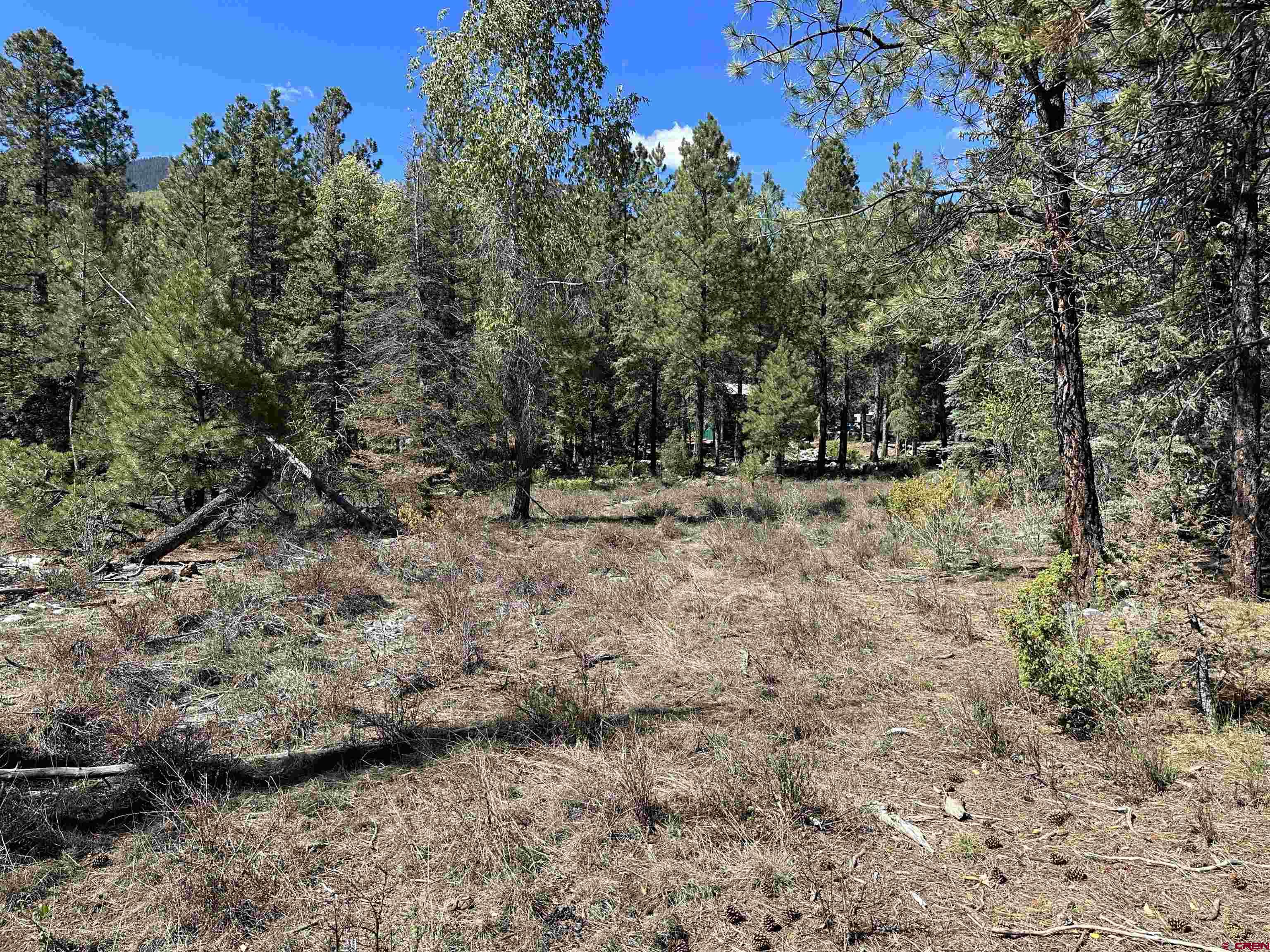 264 Ponderosa Homes Road Bayfield, CO 81122 - Photo 5 of 7 a view of a dry yard with trees
