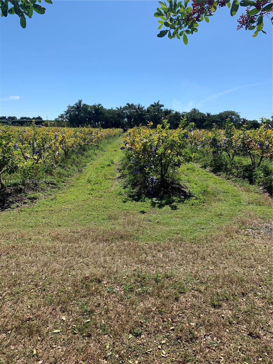 a view of a field with an ocean