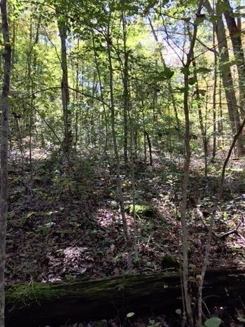 420 Dead Ox Hollow Road Burnside, KY 42519 - Photo 1 of 9 Primary Photo
